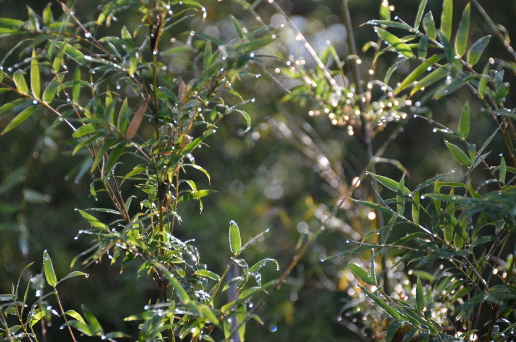 Dew collecting on the leaves